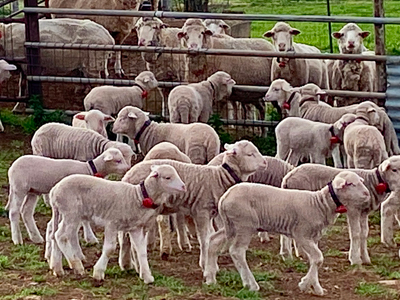 SmartShepherd on a mob of lambs